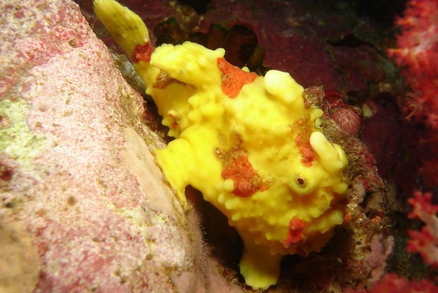 Painted Frogfish