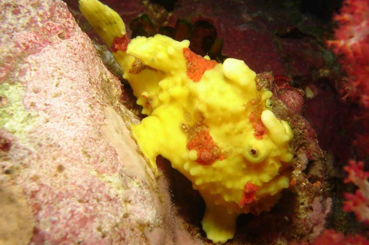 Painted Frogfish