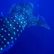 Whale Shark