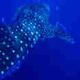 Whale Shark