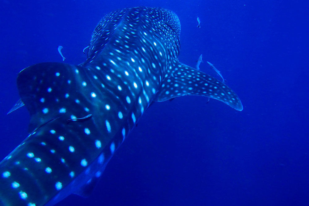 Whale Shark