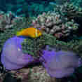 Clownfish