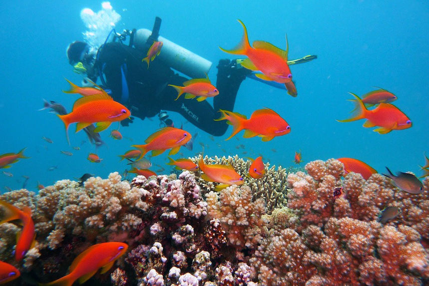 Putri Papua Liveaboard Indonesia