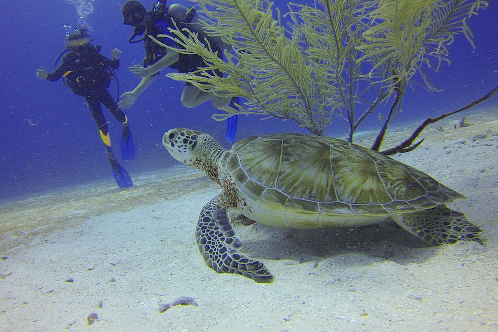 Putri Papua Liveaboard Indonesia