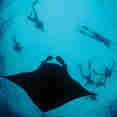 Tarata Liveaboard Indonesia