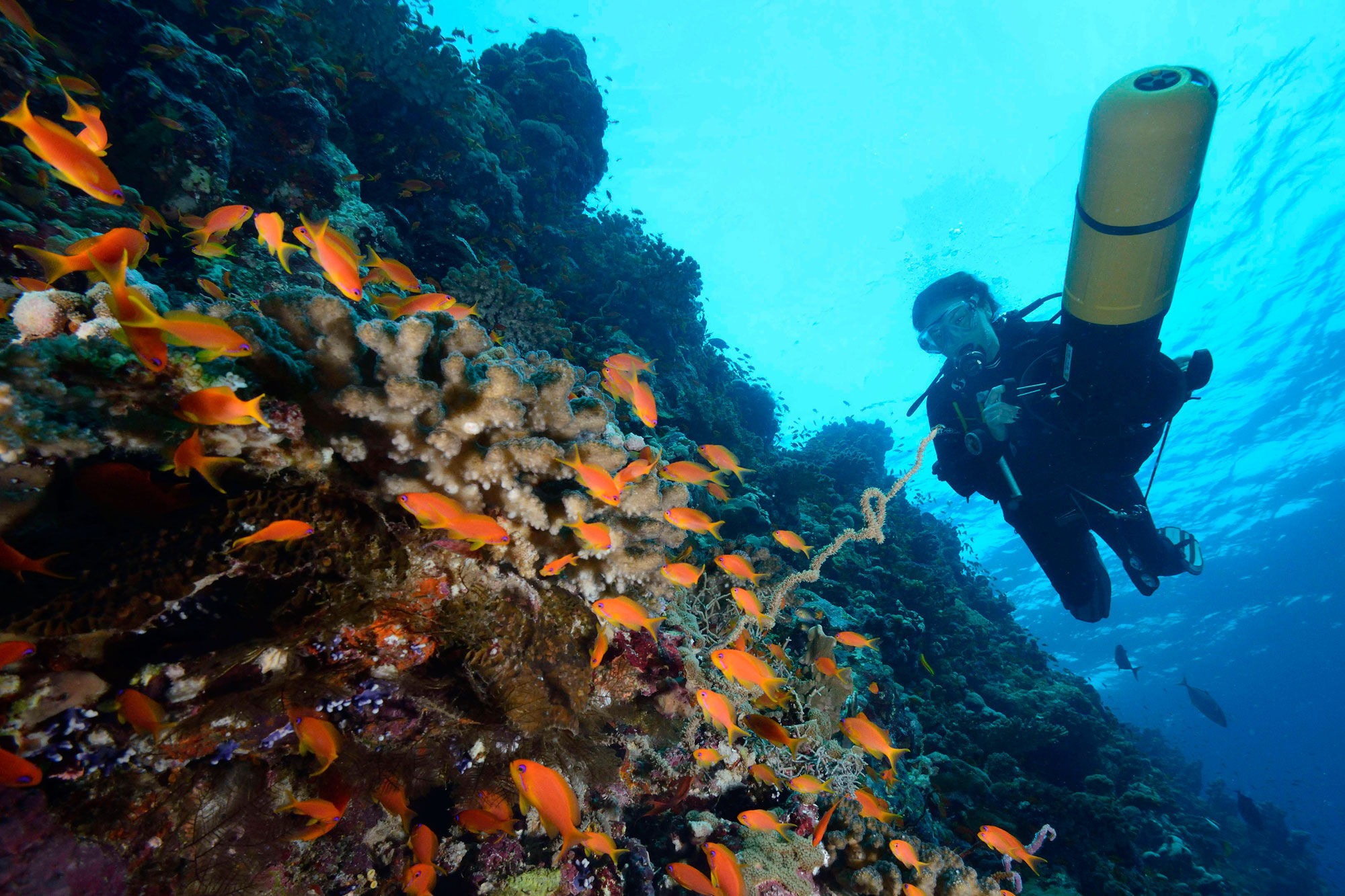 Oceanosダイブクルーズ, エジプト - LiveAboard.com