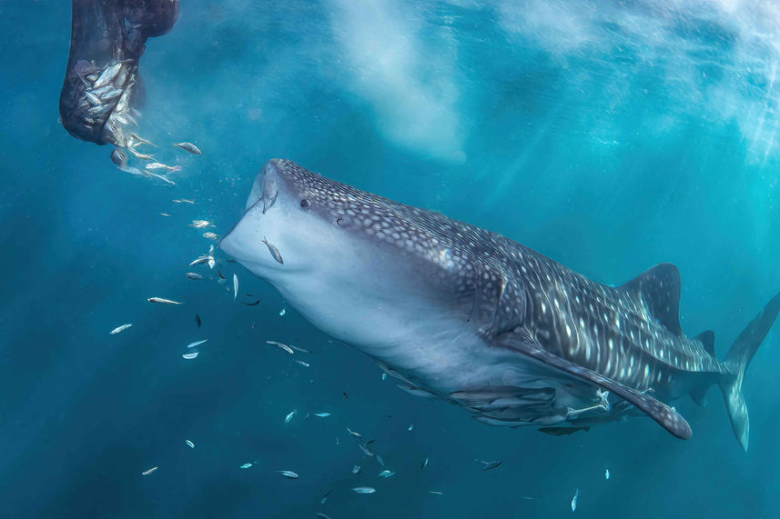 Requin baleine - Ilike