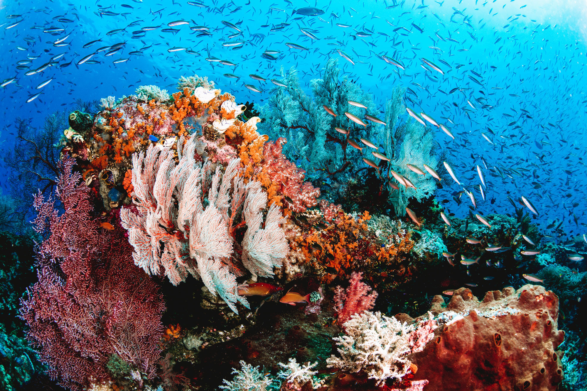 Coral Reef - Ilike