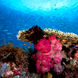 Coral Reef - Ilike
