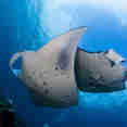 Vida Marinha - Manta Queen 8