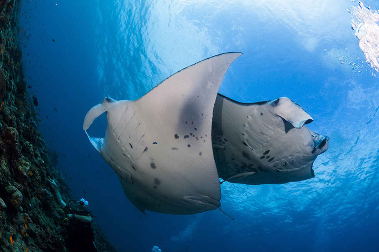 Vida Marinha - Manta Queen 8