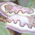 Vida Marinha - Manta Queen 8