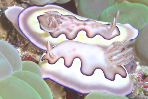Mating Nudibranchs - Andaman Sea Thailand