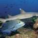 White Tip Reef Sark - Andaman Sea Thailand