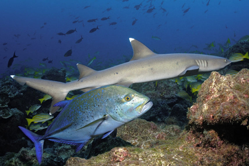 White Tip Reef Sark - Andaman Sea Thailand