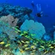 Bautiful Reefs - Nosy Be Madagascar