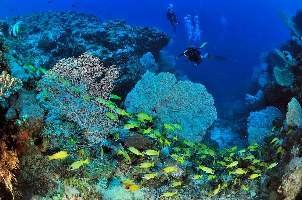 Bautiful Reefs - Nosy Be Madagascar