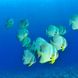 School of Bat Fish - Nosy Be, Madagascar