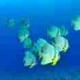 School of Bat Fish - Nosy Be, Madagascar