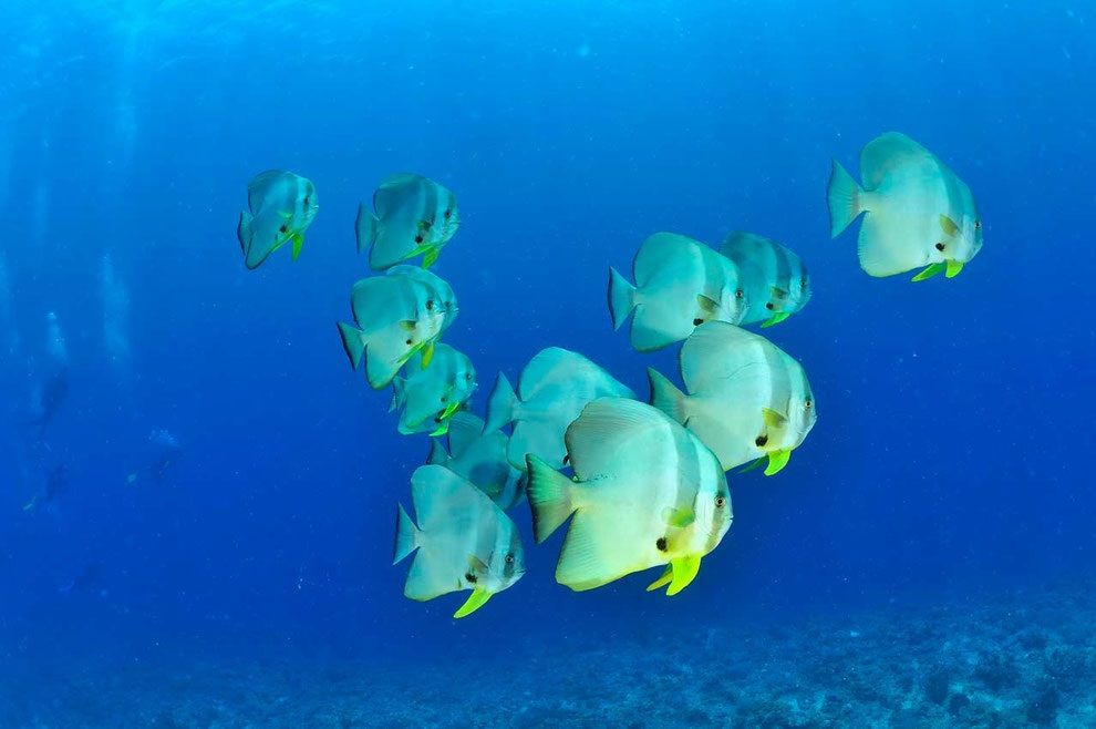 School of Bat Fish - Nosy Be, Madagascar