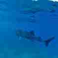 Diving with whale sharks in Madagascar