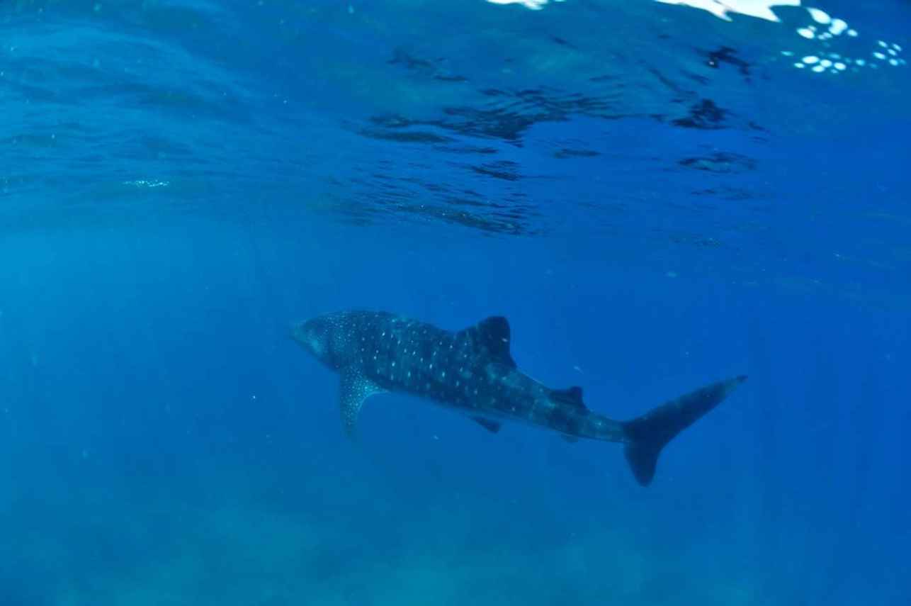 Diving with whale sharks in Madagascar
