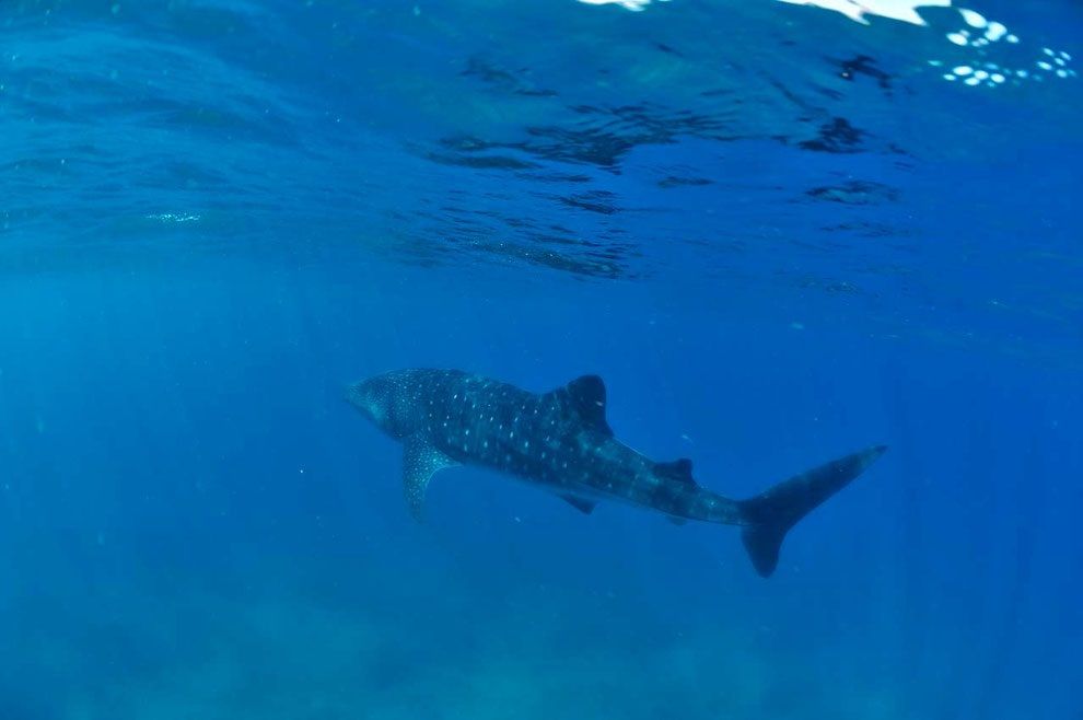 Diving with whale sharks in Madagascar