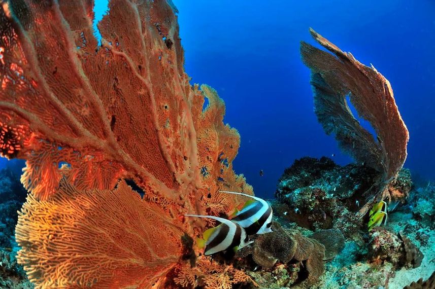 Beautiful Reefs - Madagascar