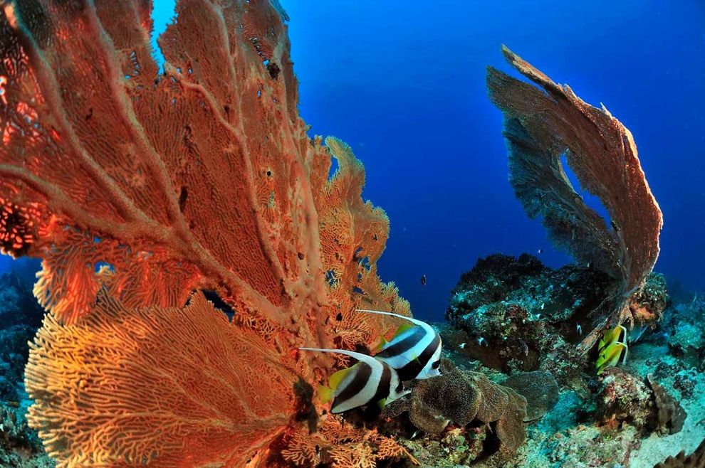 Beautiful Reefs - Madagascar