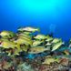 Stunning underwater visibility in Madagascar