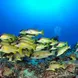 Stunning underwater visibility in Madagascar