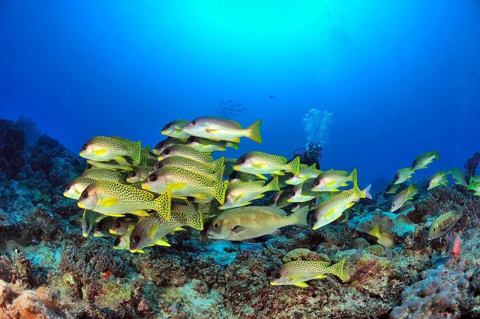 Stunning underwater visibility in Madagascar