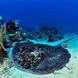 Marbled Sting Ray Madagascar