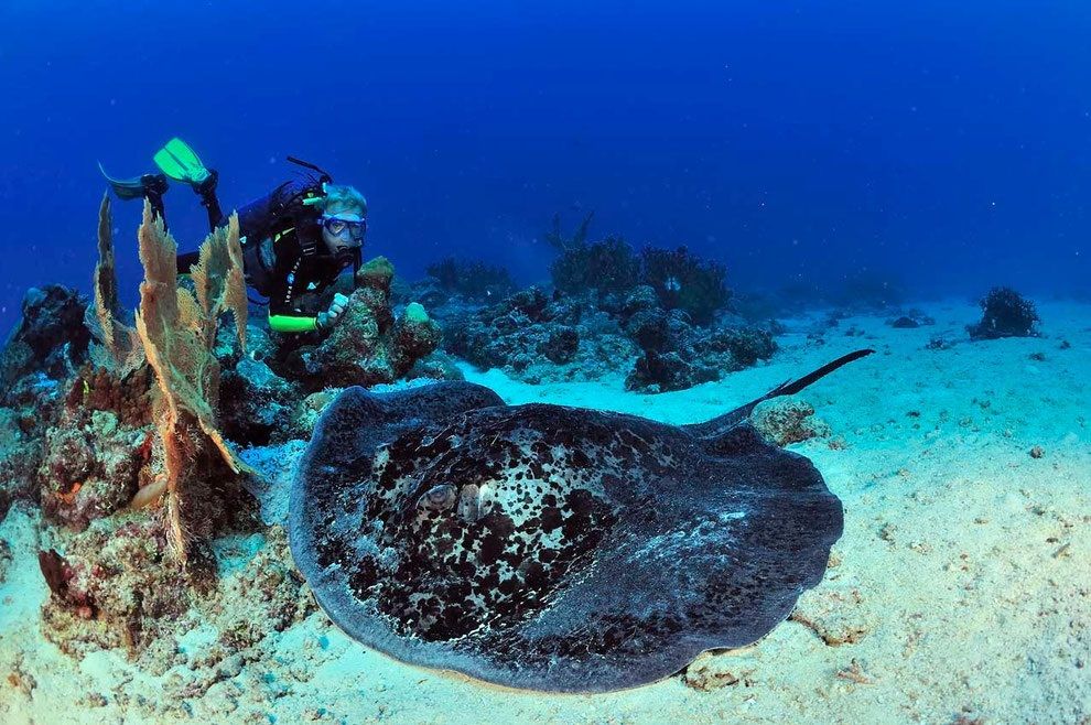 Marbled Sting Ray Madagascar