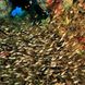 Schools of glass fish - Madagascar