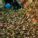 Schools of glass fish - Madagascar