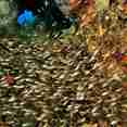 Schools of glass fish - Madagascar