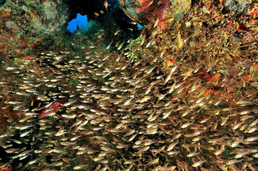 Schools of glass fish - Madagascar