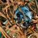 Hiding Pufferfish - Madagascar