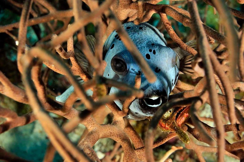 Hiding Pufferfish - Madagascar