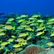 Schools of snapper in Madagascar