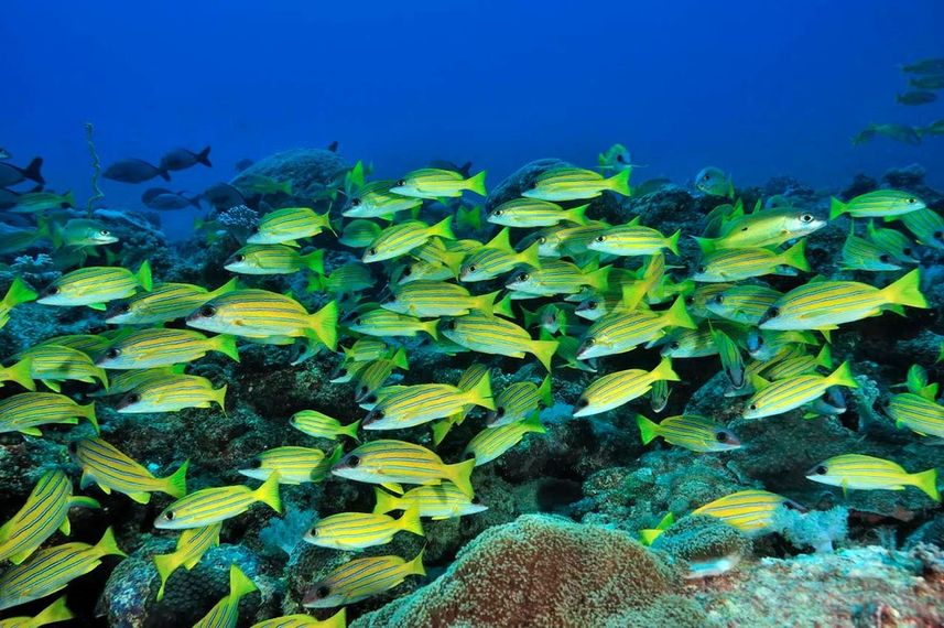 Schools of snapper in Madagascar