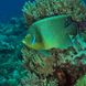 Angel Fish - Diving in Madagascar