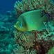 Angel Fish - Diving in Madagascar