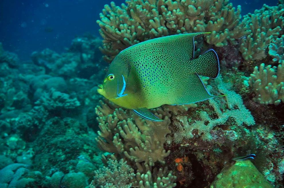 Angel Fish - Diving in Madagascar