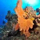 Stunning reefs in Madagascar