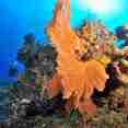 Stunning reefs in Madagascar
