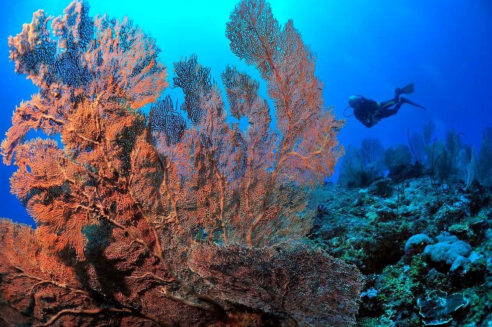 Pristine reefs - Madagascar