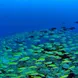 Schools of snapper - Diving Madagascar