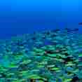 Schools of snapper - Diving Madagascar